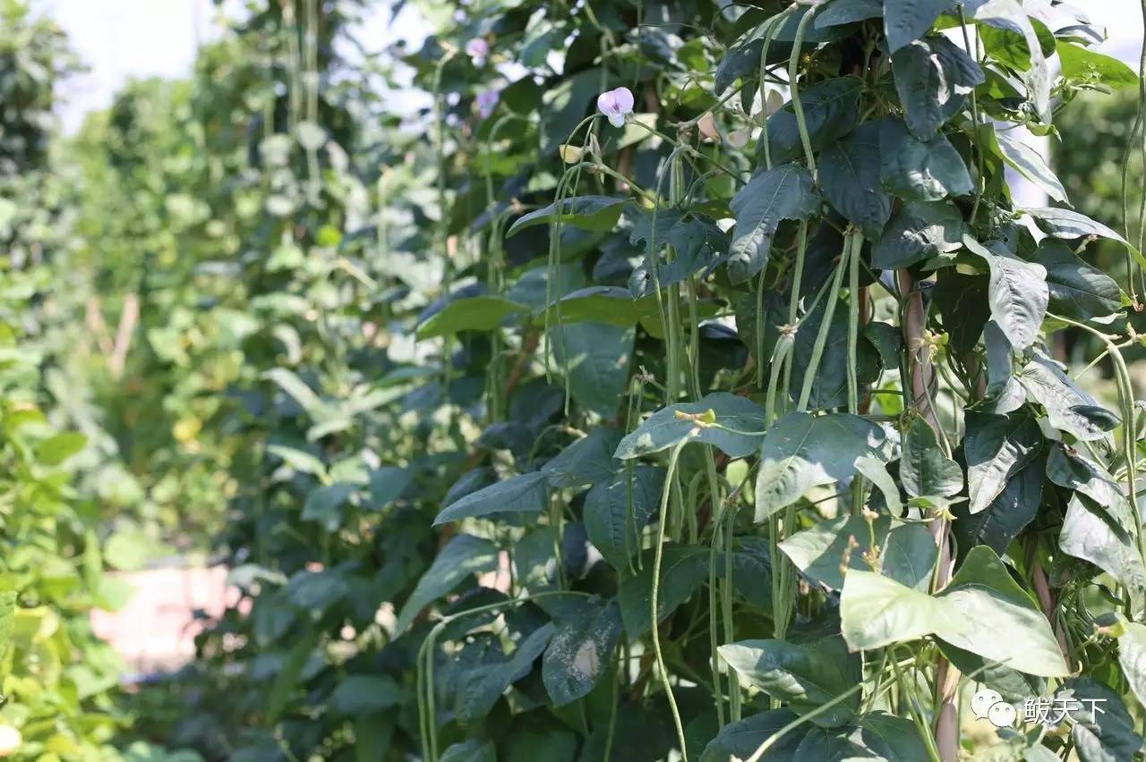 实拍鲅鱼圈“金色海洋”！和你的Ta来场“沉默”的邂逅……