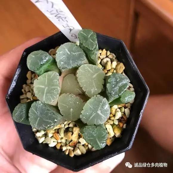 日本特价展会,日本多肉植物博览会