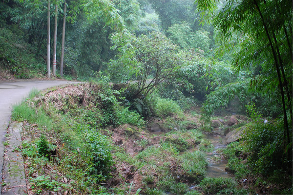 四川竹海旅游推荐,蜀南竹海清凉一夏