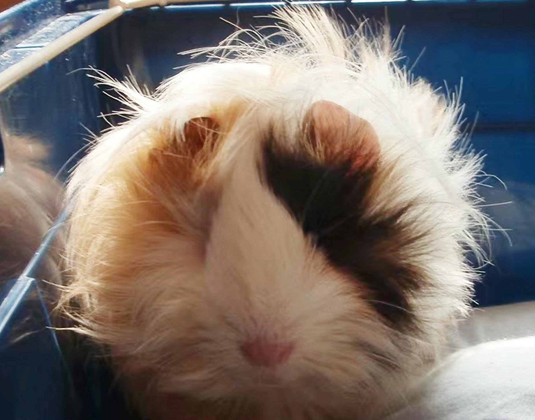 荷兰猪仓鼠龙猫三种宠物饲养,龙猫仓鼠豚鼠中哪个最好养