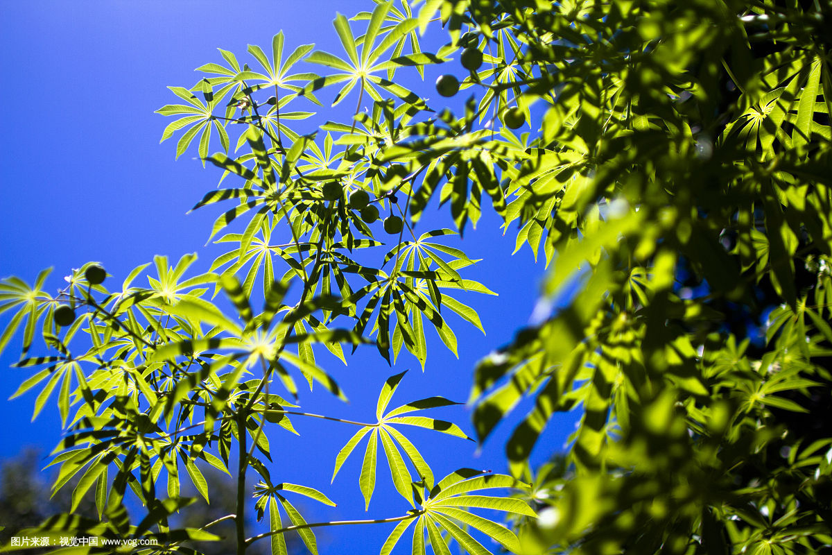 有睡眠现象的常见植物,会让植物睡眠的植物