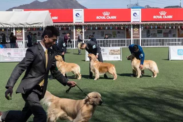 狗生如梦｜ONE实验室