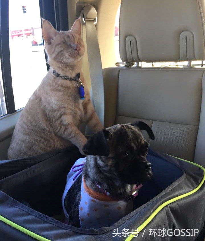 橘猫和吉娃娃谁厉害,橘猫和吉娃娃打架