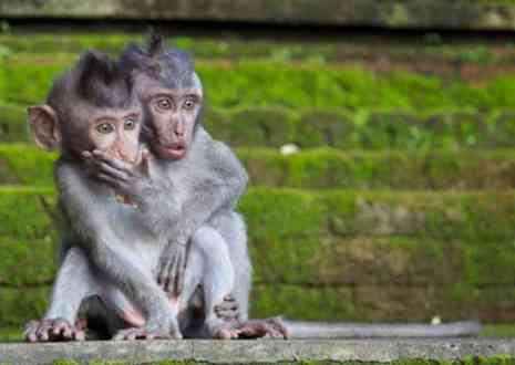盘点动物震惊表情,各种动物吃惊视频