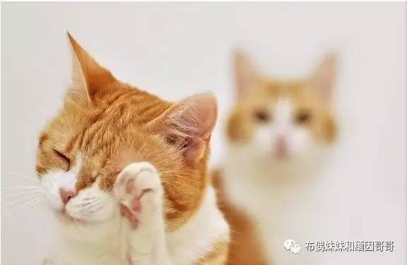 猫眼的养护方法,猫眼保养方法