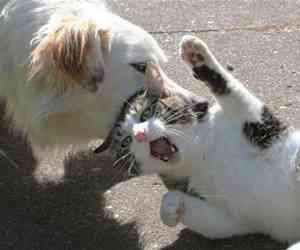 盘点动物震惊表情,各种动物吃惊视频