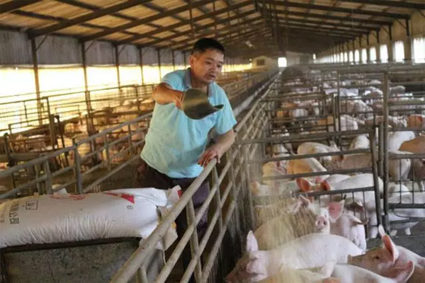 猪光吃不长肉正确方法,喂了半年的猪光吃不长是怎么回事