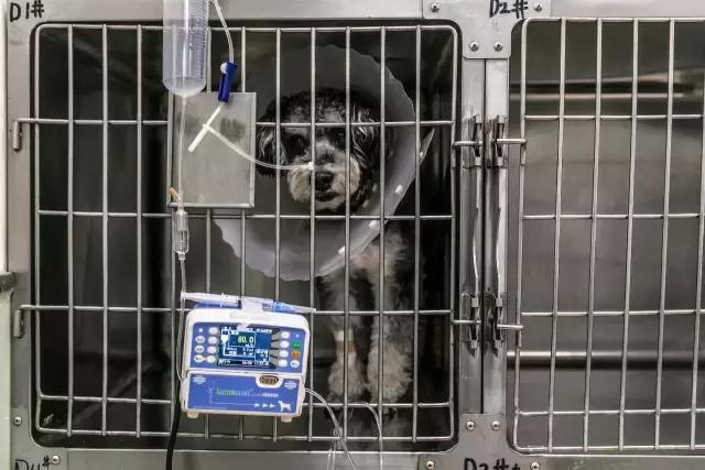 狗生如梦｜ONE实验室