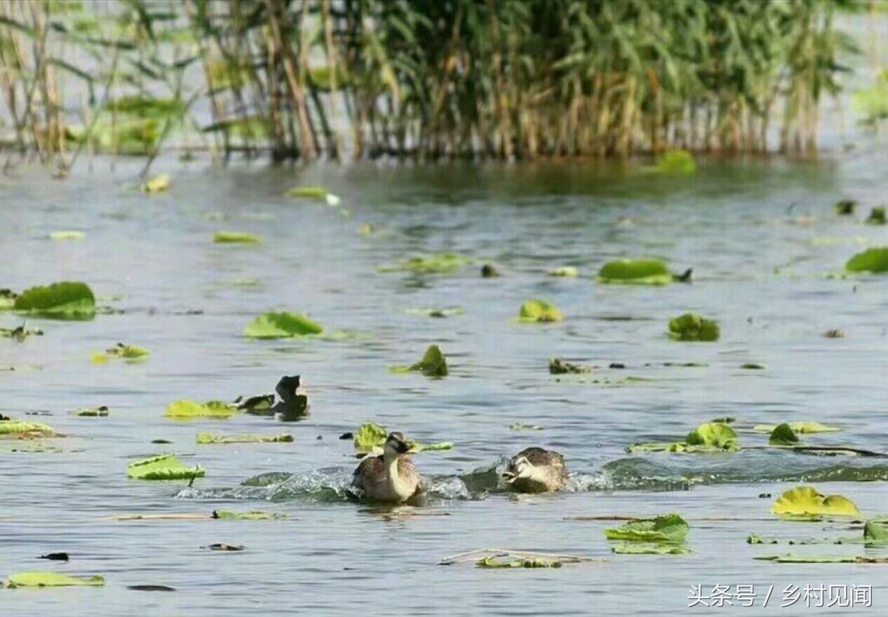 永年附近鸟,邯郸永年湿地鸟类