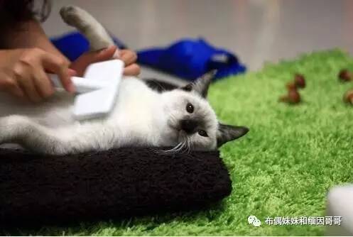猫眼的养护方法,猫眼保养方法