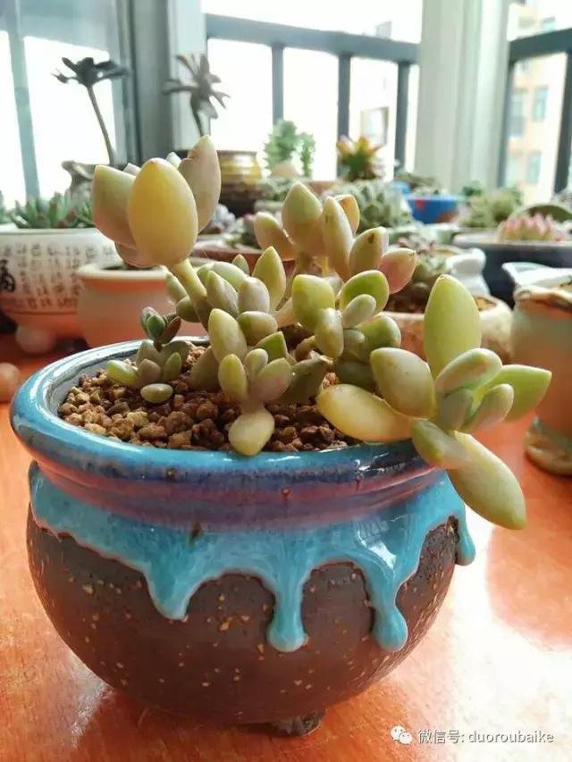 遇见多肉作品,和多肉邂逅的时光