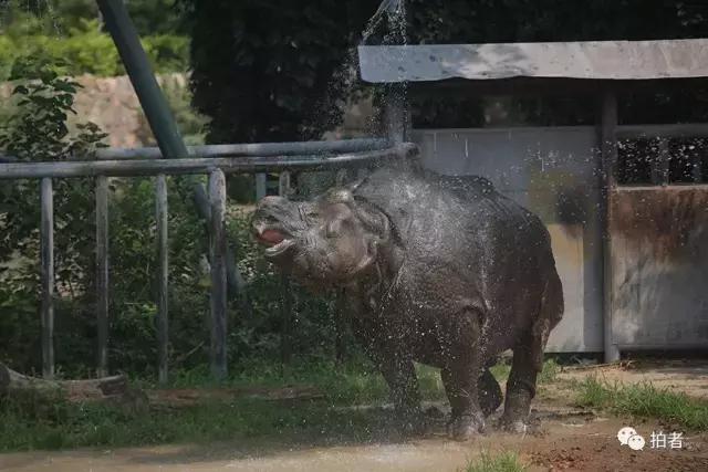 热浪来袭动物园的动物们这样消暑,热浪侵袭动物园居民各出奇招解暑
