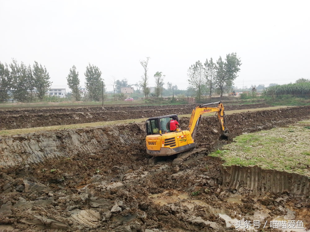 池塘养泥鳅一亩要投资多少钱,养泥鳅一亩水面要多少钱泥鳅苗