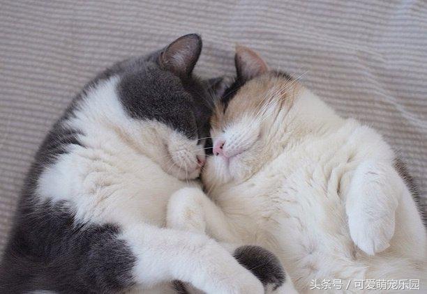 铲屎官你到底想怎么样,铲屎官你好怎么回复