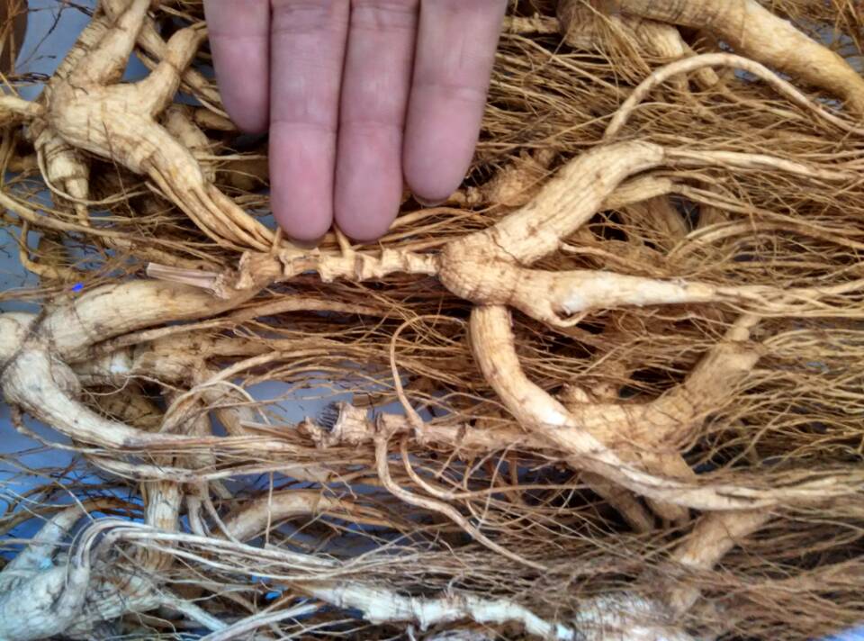 假人参骗局视频,假人参有几种