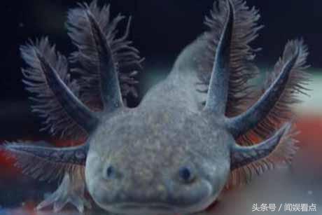 观赏性六角龙鱼,比六角龙鱼好养的宠物