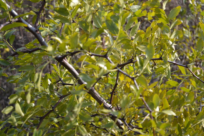 谈古论晋:为啥说山西沁县人是“沁县圪针”?