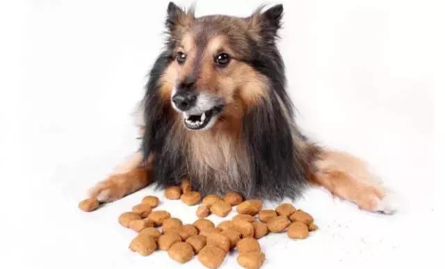 狗狗便血拉稀有几种原因,狗狗又吐又拉稀是什么原因