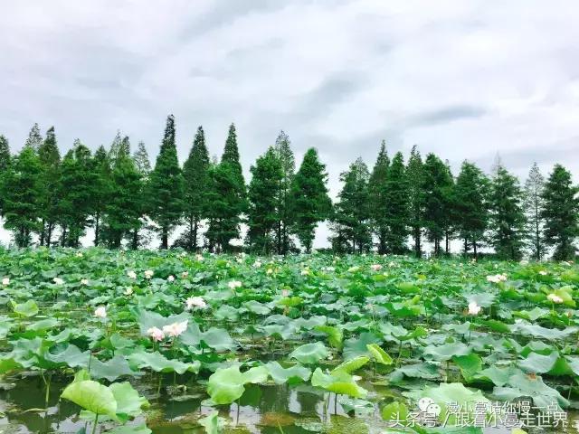 高淳去南京玩,高淳看荷花