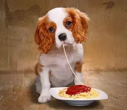 狗狗便血拉稀有几种原因,狗狗又吐又拉稀是什么原因