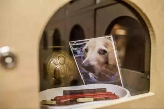 狗生如梦｜ONE实验室