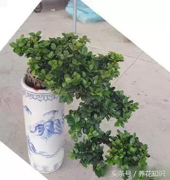 水养一年四季不黄叶的植物,水里加点什么花养得好