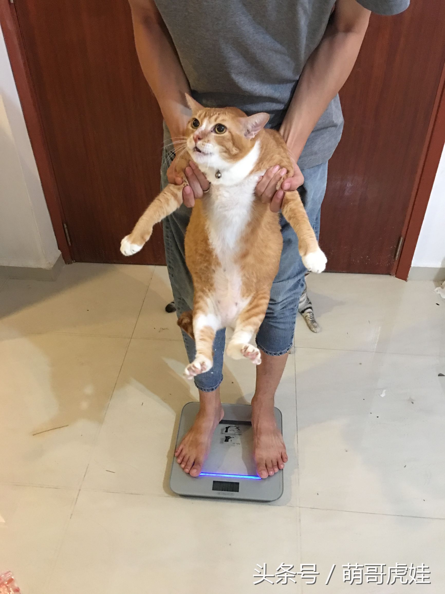 蓝猫掉毛厉害 (公蓝猫掉毛)