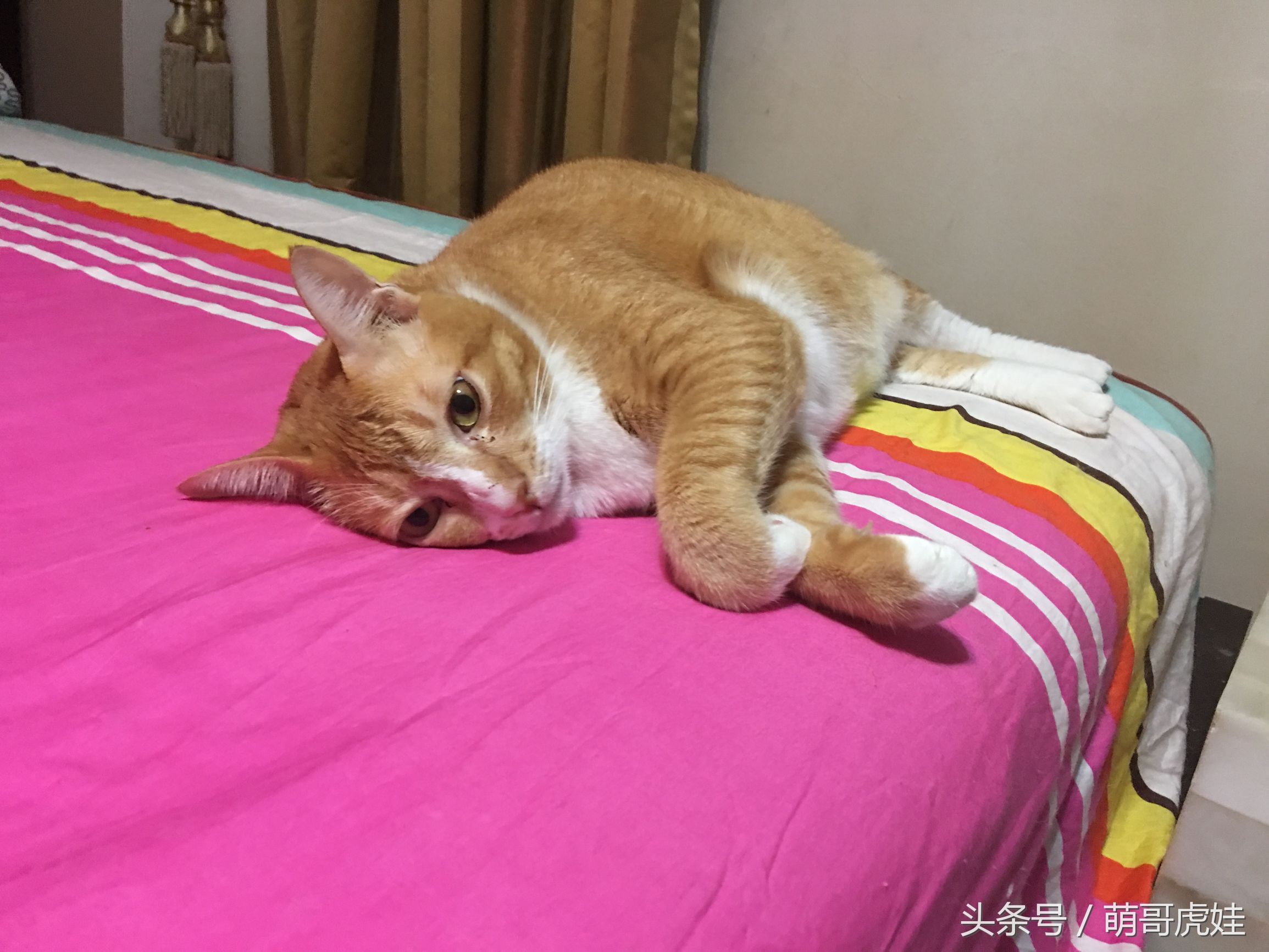 蓝猫掉毛厉害 (公蓝猫掉毛)