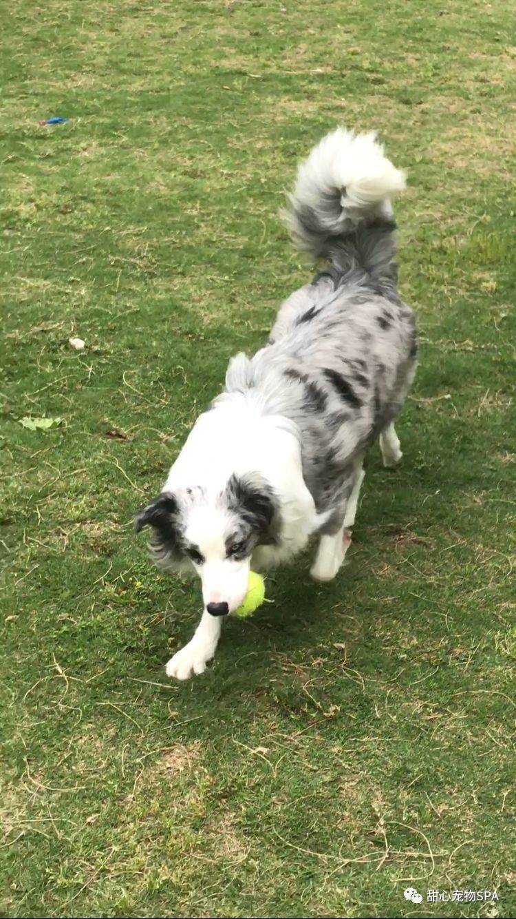 我不是“斑点狗”