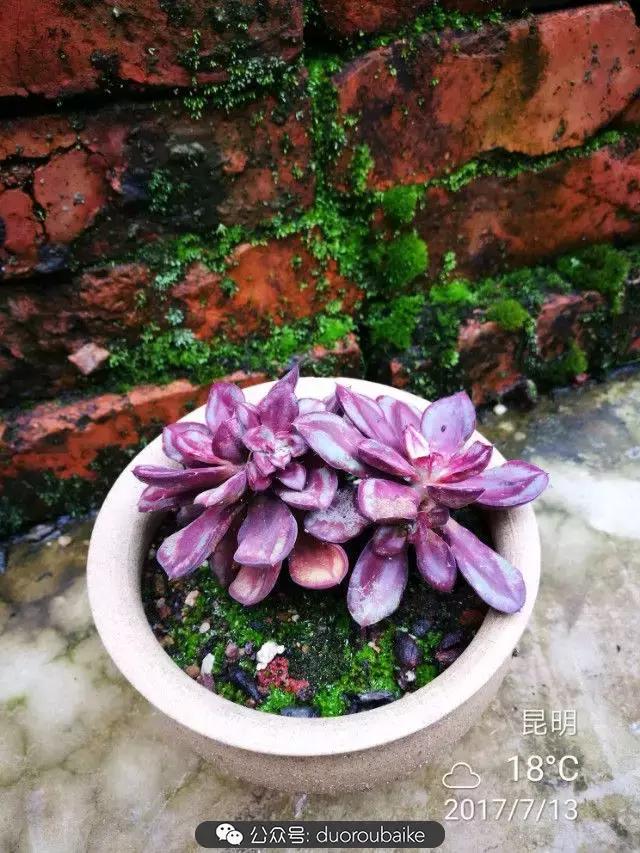 苔藓与多肉,多肉与苔藓的巧妙组合