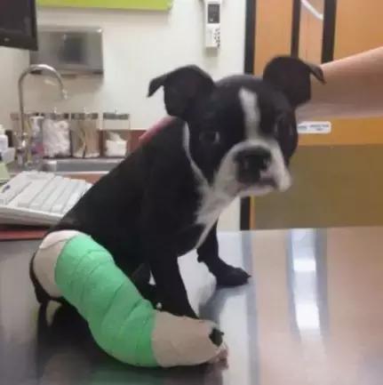 受了伤的狗狗,汪星人受伤真相