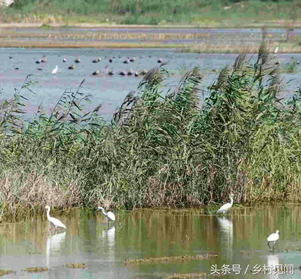 永年附近鸟,邯郸永年湿地鸟类