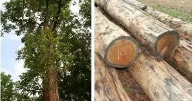 日本美白丸pola效果怎么样,日本pola美白丸历史