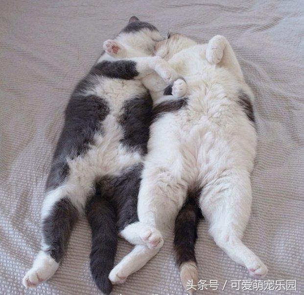 铲屎官你告诉我，女朋友很粘人该怎么办啊？