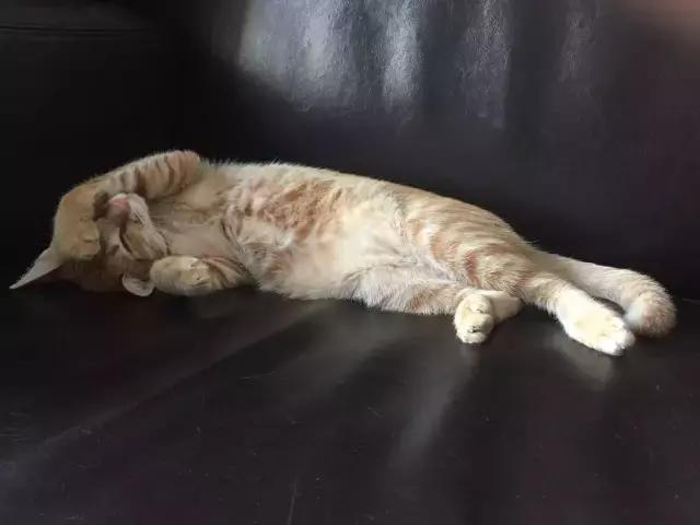 猫咪睡姿大作战,猫咪大字型睡姿图片