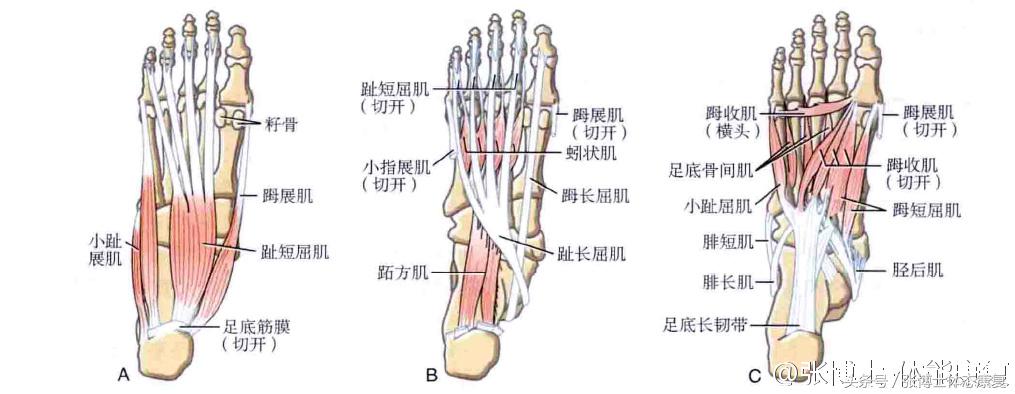 怎么站立可以改善足弓塌陷,如何站立练背