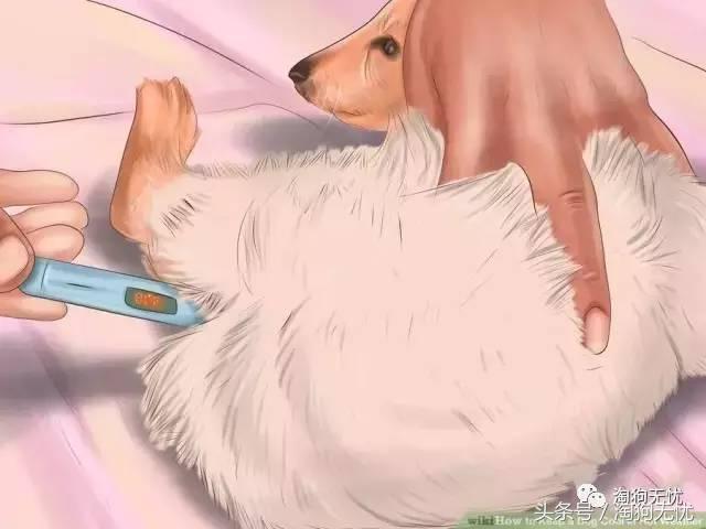 狗狗中暑引发心脏病怎么办,狗狗中暑后一直叫是怎么了