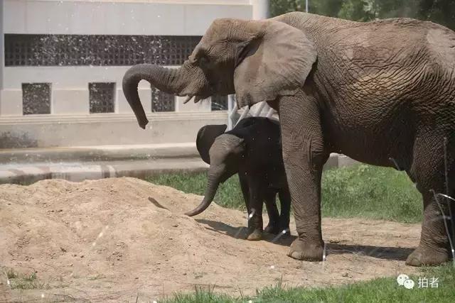 热浪来袭动物园的动物们这样消暑,热浪侵袭动物园居民各出奇招解暑