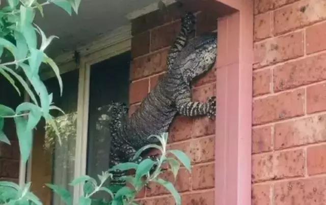 千万别惹袋鼠,千万不要去惹鸵鸟