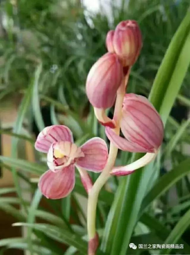 春兰和蕙兰莲瓣,蕙兰带花苞的兰花怎样上盆