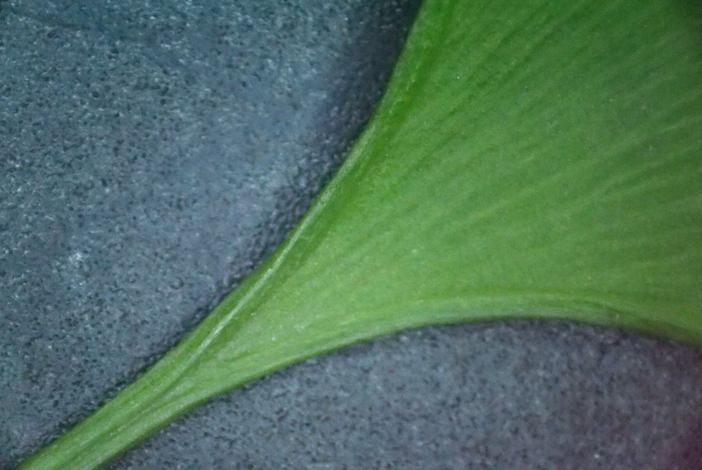 银杏白果是否有毒性,银杏树白果入药