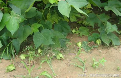 棉花蕾铃大量脱落，棉农很揪心不知怎么办？