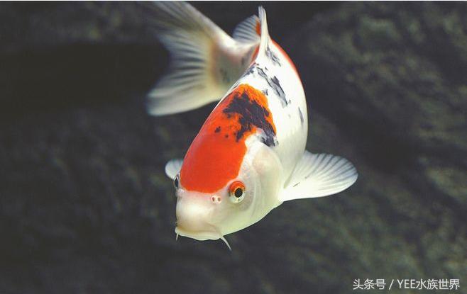 如何正确的饲养锦鲤,锦鲤饲养技巧大全