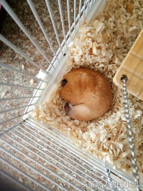 网友的仓鼠繁殖能力惊人,送完一窝,又来一窝,快要养不起了