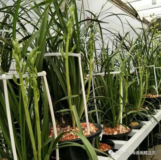 春兰和蕙兰莲瓣,蕙兰带花苞的兰花怎样上盆