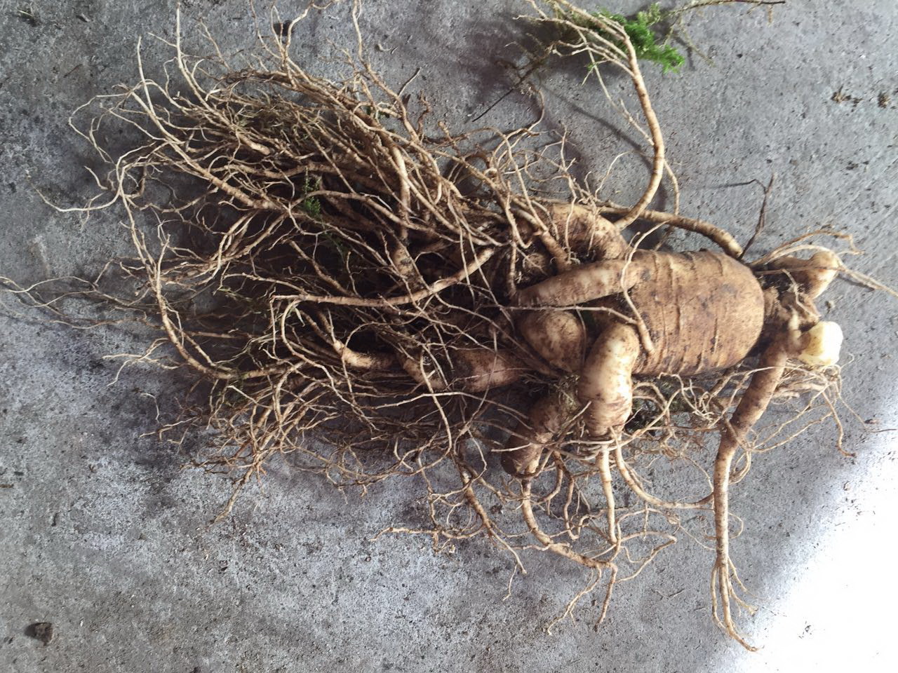 假人参骗局视频,假人参有几种