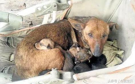 为什么母狗要把自己的小狗咬死,母狗为什么会咬死自己的小狗