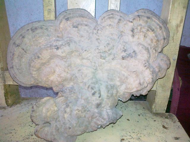 吃灵芝粉会得肠梗阻吗,灵芝粉对肠息肉有帮助吗