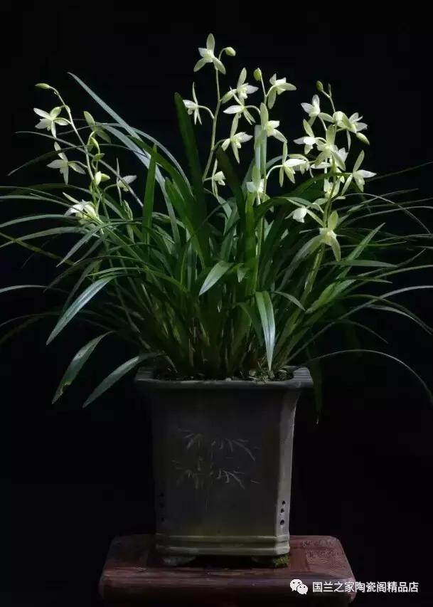 春兰和蕙兰莲瓣,蕙兰带花苞的兰花怎样上盆