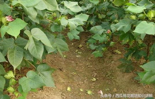 棉花蕾铃大量脱落，棉农很揪心不知怎么办？